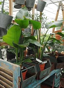 Paradisfugle (Strelizia Nicolai) 1 Paradisfugle (Strelizia Nicolai)