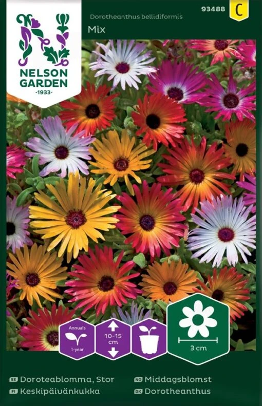 Bellis Dorotheanthus -Planter Salgsbutik 93488