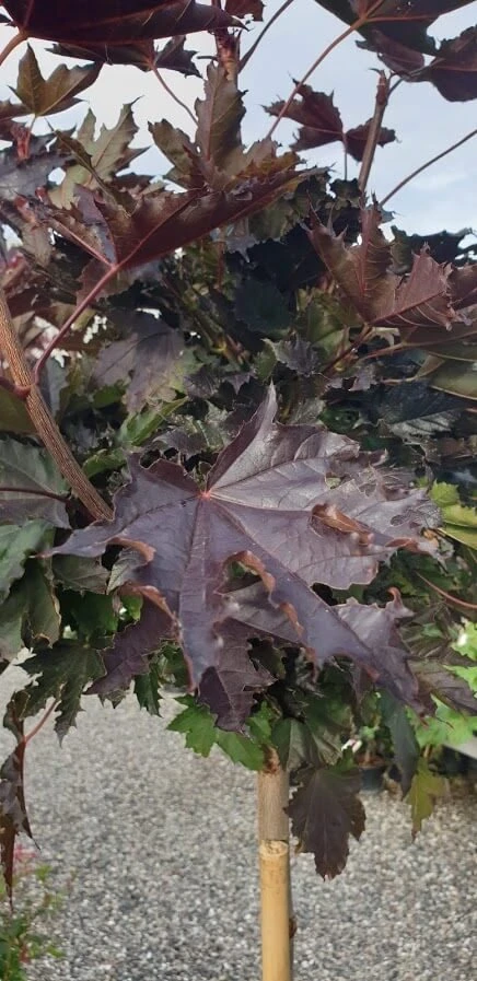 Spidsløn 'Crimson Sentry' 1 Spidsløn 'Crimson Sentry'