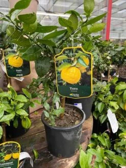 Citrontræ `Juno Yuzu`
