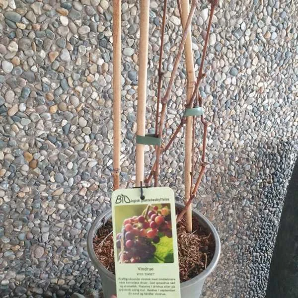 Kernefri Vinplante - 'Einset' 1 Kernefri Vinplante - 'Einset'