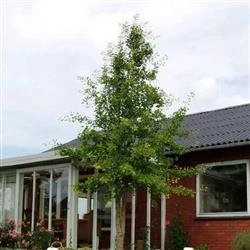 Ginkgo Biloba 'Prigo' 1 Ginkgo Biloba 'Prigo'