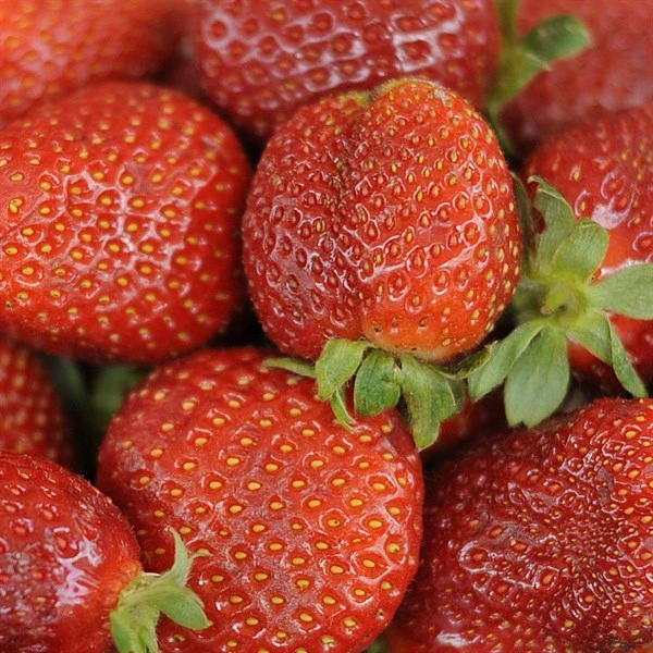 Jordbærplante `Honeoye` 6 Stk. 1 Jordbærplante `Honeoye` 6 Stk.