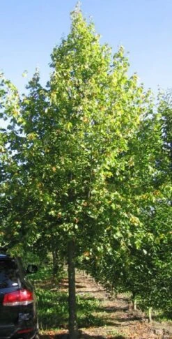 Småbladet Lind - Tilia Cordata 'Greenspire' SHOK 12-14