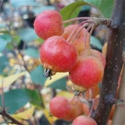 Paradisæbletræ `Evereste` 1 Paradisæbletræ `Evereste`