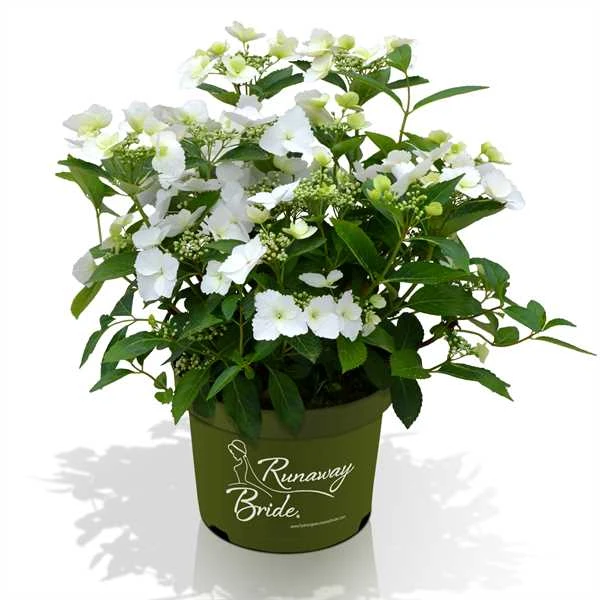 Hortensia Runaway Bride ® 1 Hortensia Runaway Bride ®