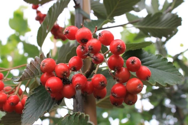 SØLVRØN 1 SØLVRØN