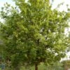Stilk Eg - Quercus Robur SHOK 25-30 Ompl