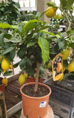 Citrus Træ - Citron