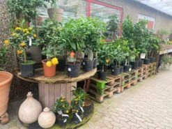 Citrusplanter I Planteskolen