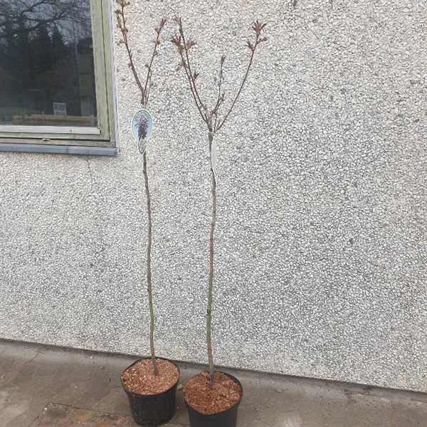 Rødbladet Japansk Kirsebær 1 Rødbladet Japansk Kirsebær