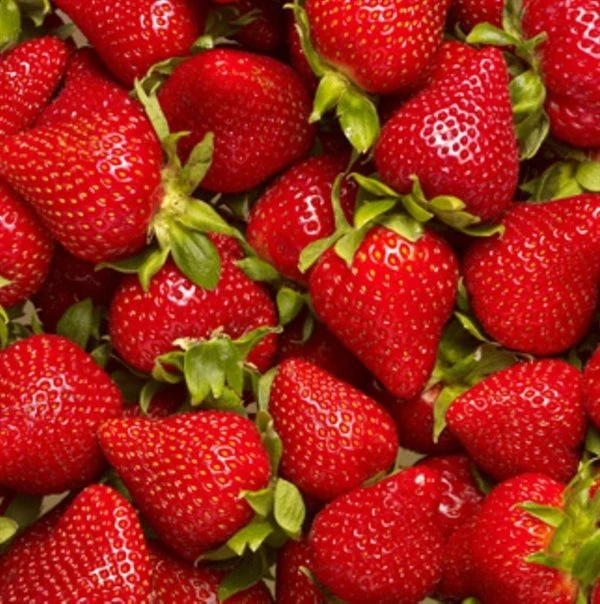 Jordbærplante `Elstana` 6 Stk. 1 Jordbærplante `Elstana` 6 Stk.