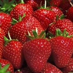 Jordbærplante `Florence` 6 Stk.