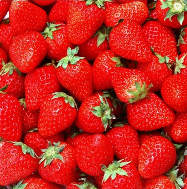 Jordbærplante `Polka` 6 Stk. 1 Jordbærplante `Polka` 6 Stk.