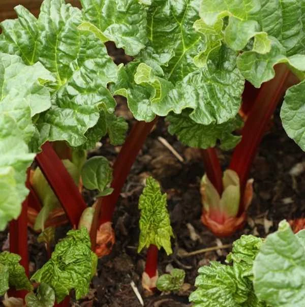 Rabarber 'Livingstone'®, Remonterende 1 Rabarber 'Livingstone'®, Remonterende