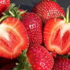 Jordbærplante `Malwina` 6 Stk.