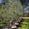 Nordens Oliven `Pendula` Bundpodet