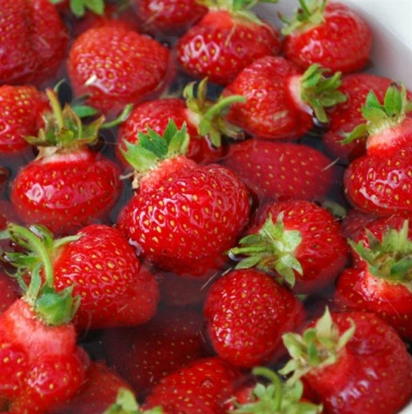 Jordbærplante 'Ostara' 6 Stk. 1 Jordbærplante 'Ostara' 6 Stk.