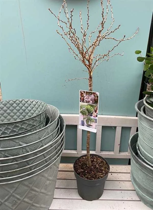 Japansk Prydkirsebær `Kojou-no-Mai` 1 Japansk Prydkirsebær `Kojou-no-Mai`