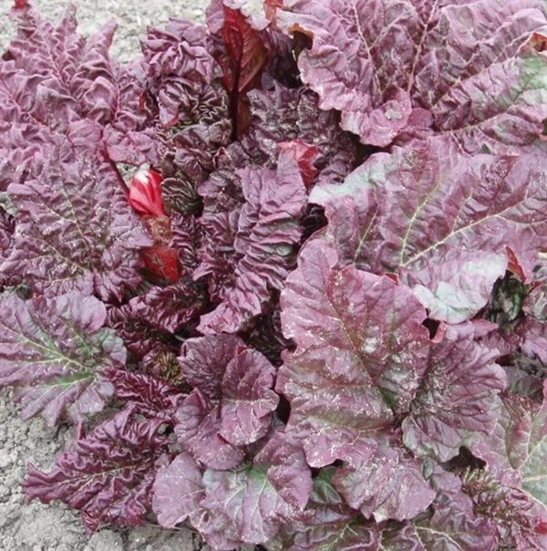 Rabarber `Elmsblitz` 1 Rabarber `Elmsblitz`