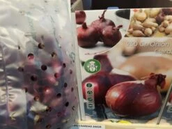 Sætteløg / Rødløg