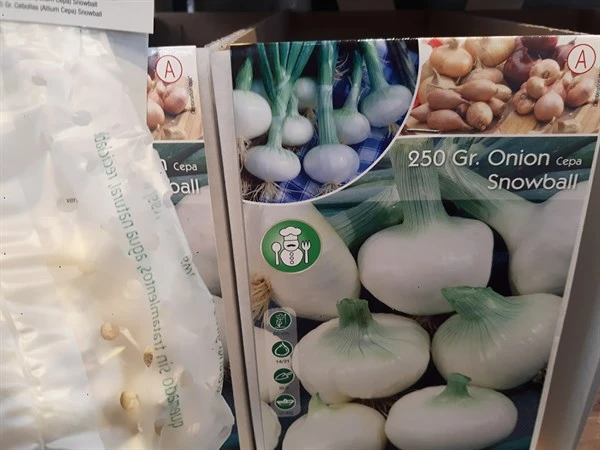 Sætteløg / Salatløg `Snowball` 1 Sætteløg / Salatløg `Snowball`