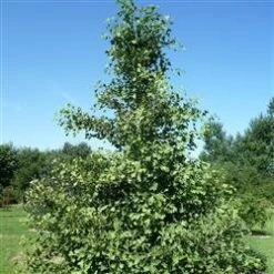 Ginkgo Biloba 150-175 Cm